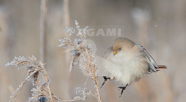 Bearded Reedling (Panurus biarmicus) during winter in reed bed near Espoo in souther Finland. stock-image by Agami/Markus Varesvuo,