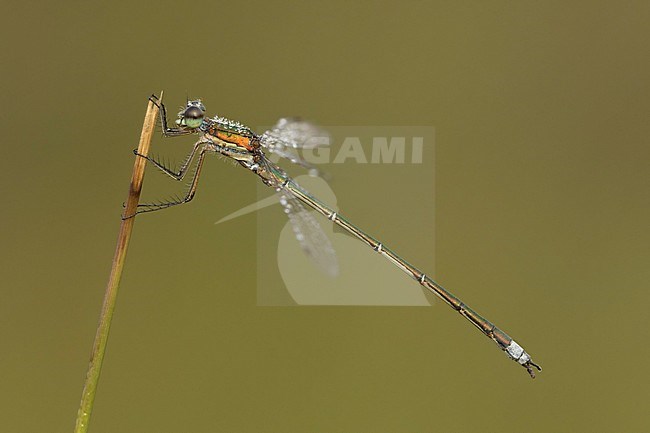 Small Spreadwing; Small Emerald Damselfly; Lestes virens stock-image by Agami/Walter Soestbergen,