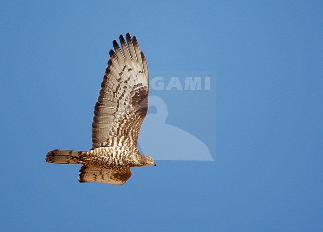 Volwassen Wespendief in de vlucht; Adult European Honey Buzzard in flight stock-image by Agami/Markus Varesvuo,