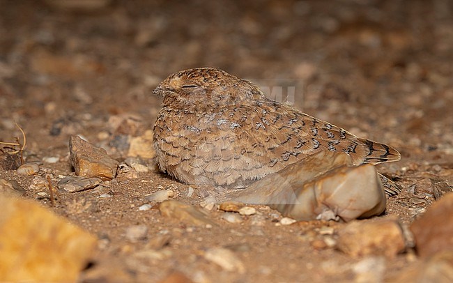 Juvenile Golden Nightjar (Caprimulgus eximius) sitting at night in the desert, Oued Chiaf, Western Sahara. stock-image by Agami/Vincent Legrand,