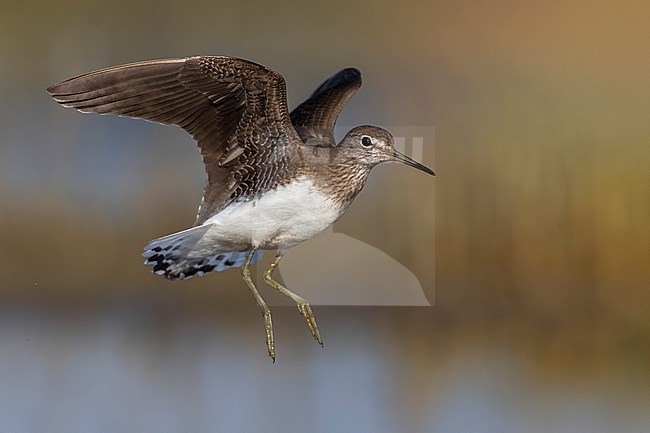 Green Sandpiper, Tringa ochropus, in Italy. stock-image by Agami/Daniele Occhiato,