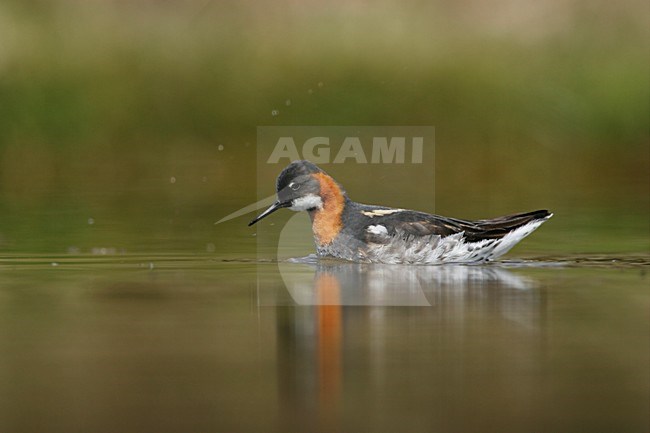 Grauwe Franjepoot zwemmend;  Red-necked Phalarope swimming stock-image by Agami/Menno van Duijn,