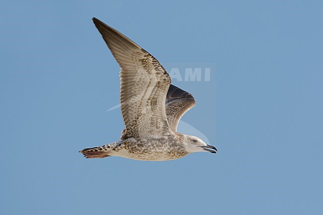 Heuglinsmeeuw in vlucht; Heuglin's Gull in flight stock-image by Agami/Daniele Occhiato,