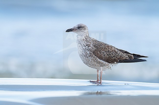 1st year
Galveston Co., TX
April 2023 stock-image by Agami/Brian E Small,