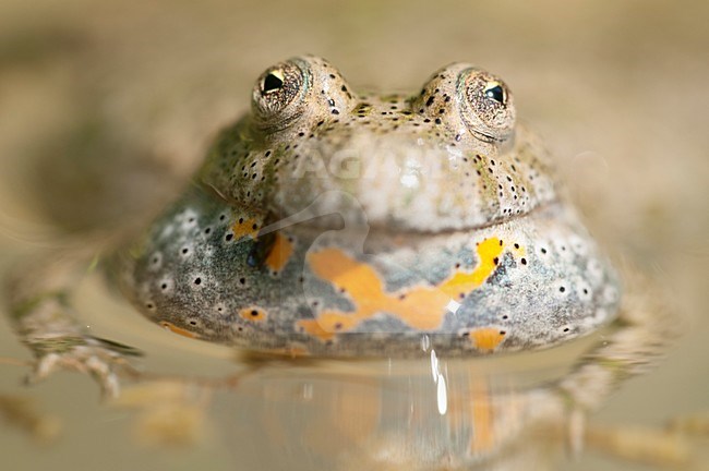 Close up van de kop van een Roodbuikvuurpad in een poeltje, Close-up of the head of a Fire-bellied toad stock-image by Agami/Rob de Jong,