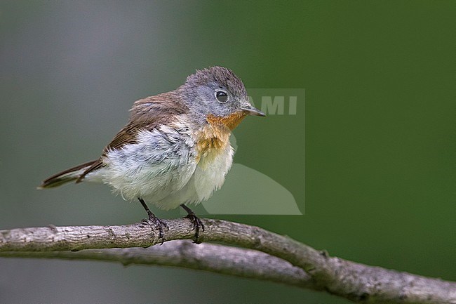 Kleine Vliegenvanger; Red-breasted Flycatcher stock-image by Agami/Daniele Occhiato,