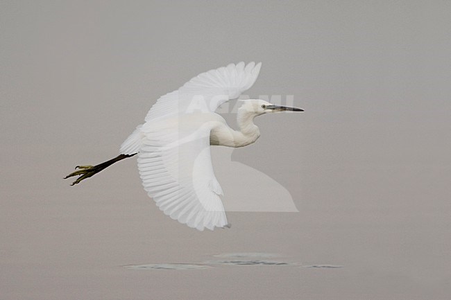 Kleine Zilverreiger in de vlucht; Little Egret in flight stock-image by Agami/Daniele Occhiato,