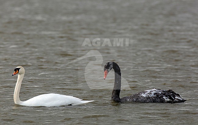 Hybrid male Black Swan (Cygnus atratus) x Mute Swan (Cygnus olor) together with adult Mute Swan on a river in the Netherlands. stock-image by Agami/Edwin Winkel,