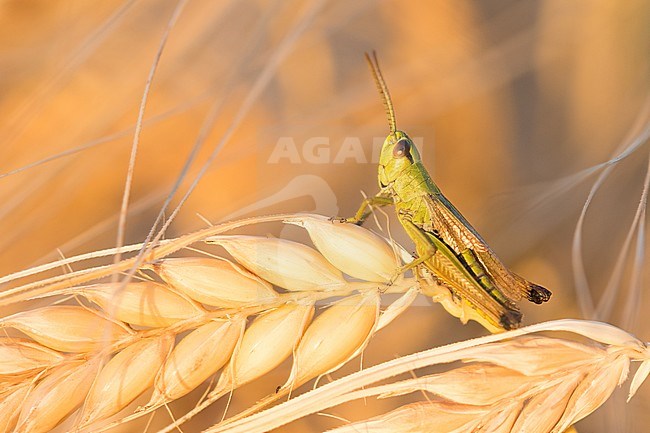 Pseudochorthippus parallelus - Meadow grasshopper - Gemeiner Grashüpfer, Germany, imago stock-image by Agami/Ralph Martin,