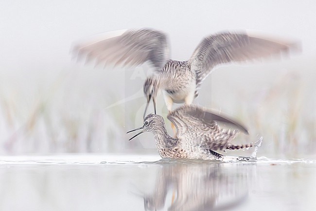 Two fighting Wood Sandpipers (Tringa glareola) in Italy. stock-image by Agami/Daniele Occhiato,