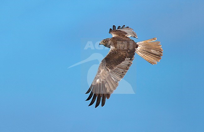 Western marsh harrier (Circus aeruginosus) flying against a blue sky on the Dutch Wadden Isle Texel. stock-image by Agami/Rene Pop ,