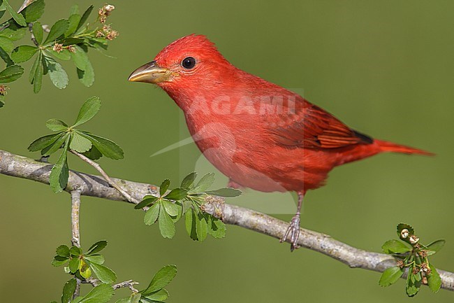 Adult male
Galveston Co., TX
April 2013 stock-image by Agami/Brian E Small,