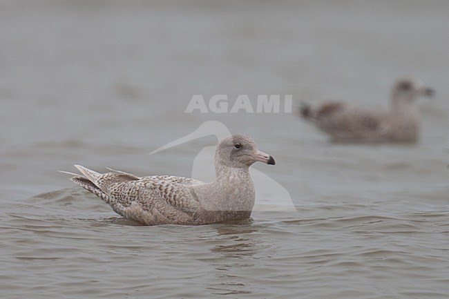 Eerste winter Grote Burgemeester zwemmend; First winter Glaucous Gull swimming stock-image by Agami/Arnold Meijer,