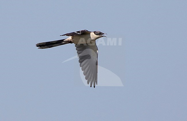 Adult Great Spotted Cuckoo (Clamator glandarius) calling in flight in Spain. Showing under wing pattern. stock-image by Agami/Dani Lopez-Velasco,