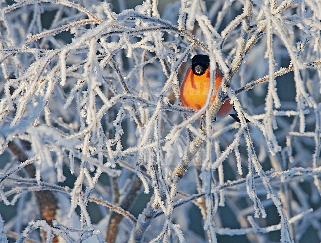 Mannetje Goudvink in de winter; Male Eurasian Bullfinch in winter stock-image by Agami/Markus Varesvuo,