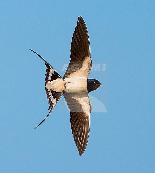 Barn Swallow flying with tail spread. stock-image by Agami/Marc Guyt,