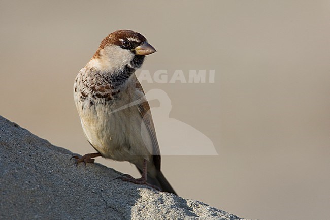 Mannetje Italiaanse Mus; Male Italian Sparrow stock-image by Agami/Daniele Occhiato,