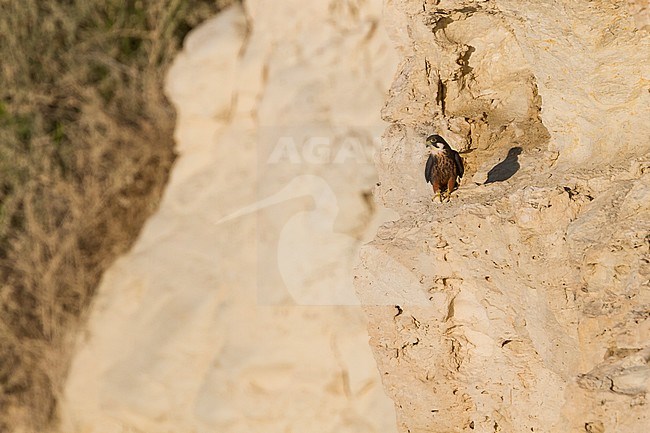 Eleonora's Falcon - Eleonorenfalke - Falco eleonorae, Cyprus, adult stock-image by Agami/Ralph Martin,