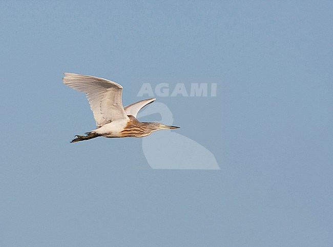 Adult Squacco Heron (Ardeola ralloides ssp. ralloides) in winter plumage in flight against blue sky as a background in France. stock-image by Agami/Ralph Martin,