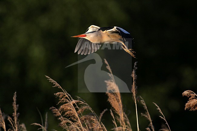 Vliegende Woudaap; Flying Little Bittern stock-image by Agami/Chris van Rijswijk,