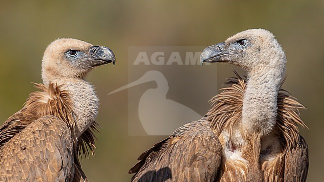 In the Spanish Pyrenees, a close-up shot captures two Griffon Vultures facing each other, their heads turned in mutual interest. stock-image by Agami/Onno Wildschut,