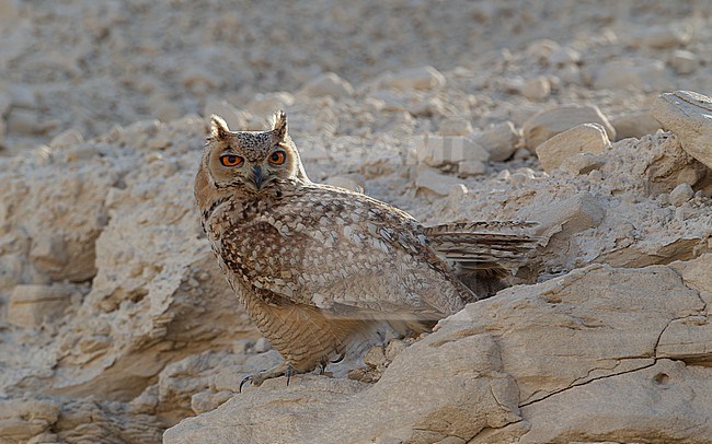 Pharaoh Eagle-Owl (Bubo ascalaphus), perched in Dubai, UAE stock-image by Agami/Helge Sorensen,