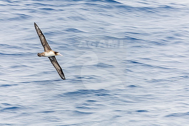 Short-tailed Albatross (Phoebastria albatrus) at sea off Torishima island, Japan. Also known as Steller's albatross. stock-image by Agami/Marc Guyt,