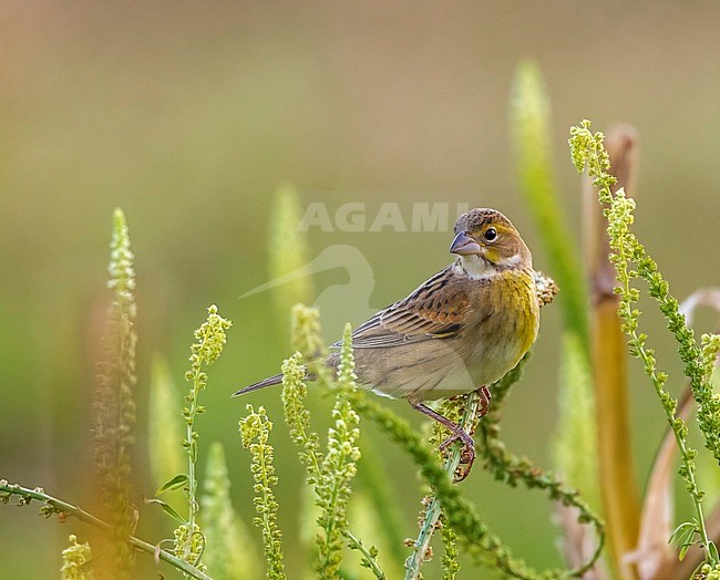 Dickcissel in grass field of the village in Corvo, October 2012. stock-image by Agami/Vincent Legrand,