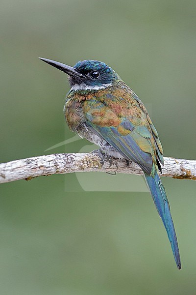 Bronzy Jacamar (Galbula leucogastra) at Mitu, Vaupes, Colombia. stock-image by Agami/Tom Friedel,