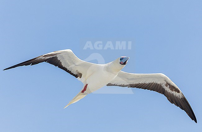 Adult white morph Red-footed booby (Sula sula rubripes) at sea in the Pacific Ocean, around the Solomon Islands. stock-image by Agami/Marc Guyt,