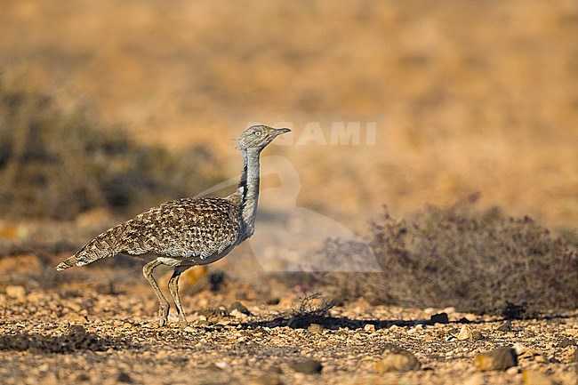 Houbara Bustard (Chlamydotis undulata fuertaventurae) on the Canary Island of Fuerteventura. This subspecies is highly restricted and endangered, with less then 500 birds left in the wild. stock-image by Agami/Daniele Occhiato,
