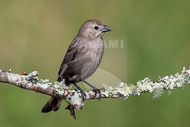 Adult female
Galveston Co., TX
April 2007 stock-image by Agami/Brian E Small,