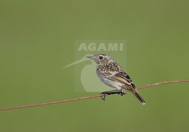 Roodborsttapuit jong zittend op draad; European Stonechat juvenile perched on wire stock-image by Agami/Reint Jakob Schut,