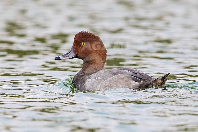 Mela Redhead stock-image by Agami/Daniele Occhiato,