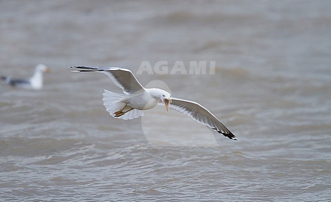 Caspian Gull - Steppenmöwe - Larus cachinnans, Germany, adult stock-image by Agami/Ralph Martin,