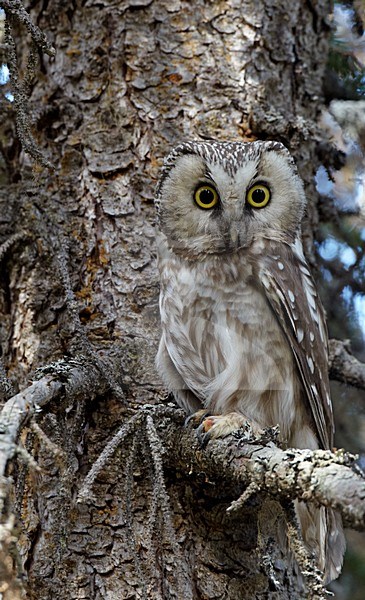 Ruigpootuil zittend op een tak; Boreal Owl perched on a branch stock-image by Agami/Markus Varesvuo,