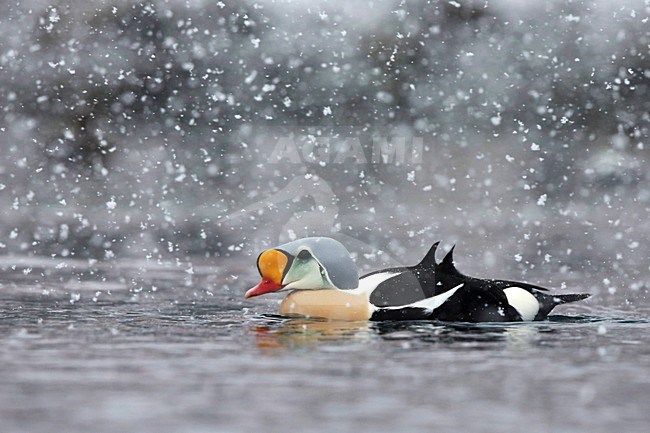 Koningseider in de haven; King Eider in the harbour stock-image by Agami/Chris van Rijswijk,