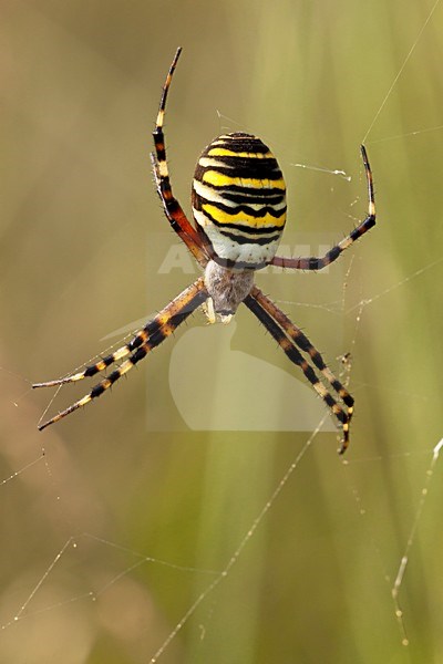 Wespspin in web, Wasp Spider in web stock-image by Agami/Theo Douma,