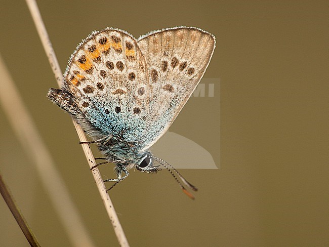 Heideblauwtje / Silver-studded Blue (Plebejus argus) stock-image by Agami/Wil Leurs,