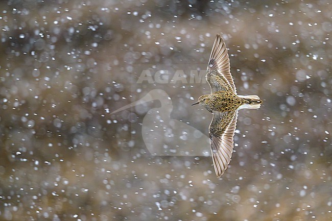 Adult Temminck's Stint (Calidris temminckii) in arctic Norway. In flight during a snow storm. stock-image by Agami/Sylvain Reyt,