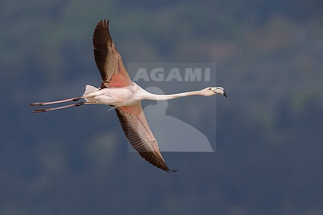 Greater Flamingo (Phoenicopterus roseus) in flight stock-image by Agami/Daniele Occhiato,