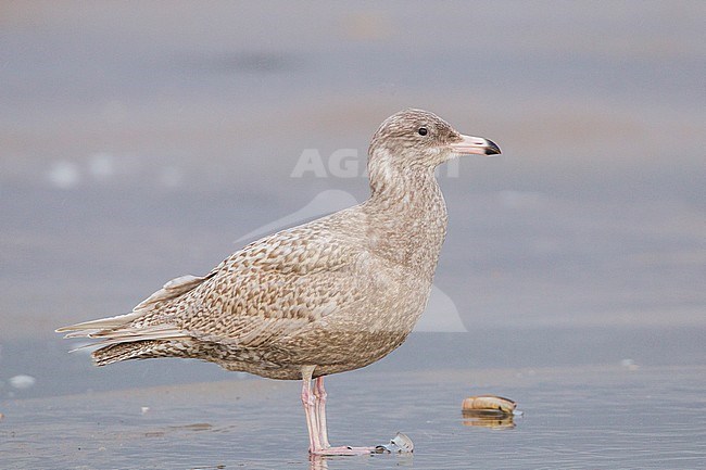 Grote Burgemeester, Glaucous Gull, Larus hyperboreus stock-image by Agami/Menno van Duijn,