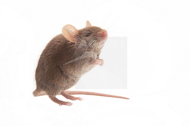 Huismuis, House Mouse, Mus musculus stock-image by Agami/Theo Douma,