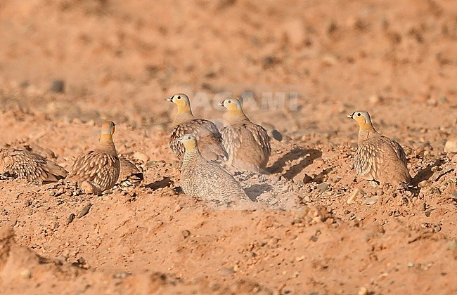 Crowned Sandgrouse (Pterocles coronatus) at Merzouga, Morocco stock-image by Agami/Eduard Sangster,