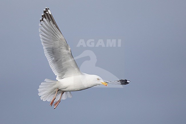 Adult Herring gull (Larus argentatus), argenteus subspecies, flying against a blue background in Brittany, France. stock-image by Agami/Sylvain Reyt,
