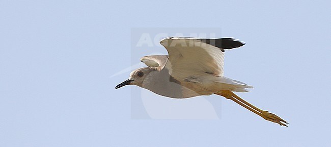 Volwassen Witstaartkievit in vlucht; Adult White-tailed Lapwing (Vanellus leucurus) in flight stock-image by Agami/James Eaton,