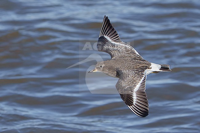 Adult non-breeding
Los Angeles Co., CA
December 2021 stock-image by Agami/Brian E Small,