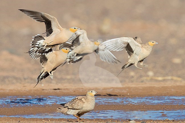 Spotted Sandgrouse (Pterocles senegallus), small flock landing at drinking pool stock-image by Agami/Saverio Gatto,