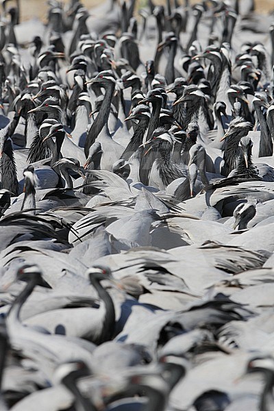 Jufferkraan; Demoiselle Crane (Anthropoides virgo) stock-image by Agami/James Eaton,