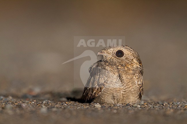 Egyptian Nightjar - Pharaonenziegenmelker - Caprimulgus aegyptius ssp. aegyptius, Oman stock-image by Agami/Ralph Martin,